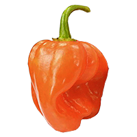 Orange Habanero Orange Habanero