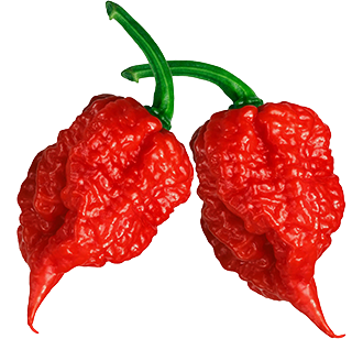 Carolina Reaper Carolina Reaper