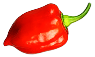 Red Savina Red Savina