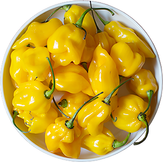 Trinidad Scorpion Yellow Trinidad Scorpion Yellow