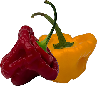 Scotch Bonnet (Schottenmütze) Scotch Bonnet (Schottenmütze)