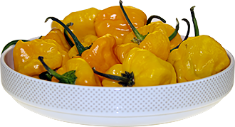 Scotch Bonnet Scotch Bonnet