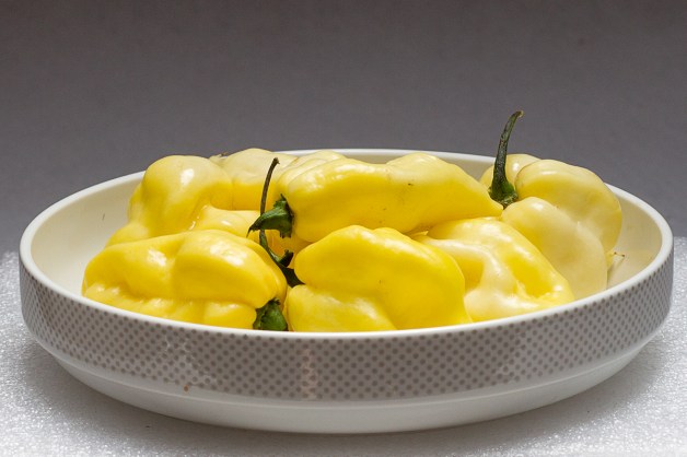 Habanero White