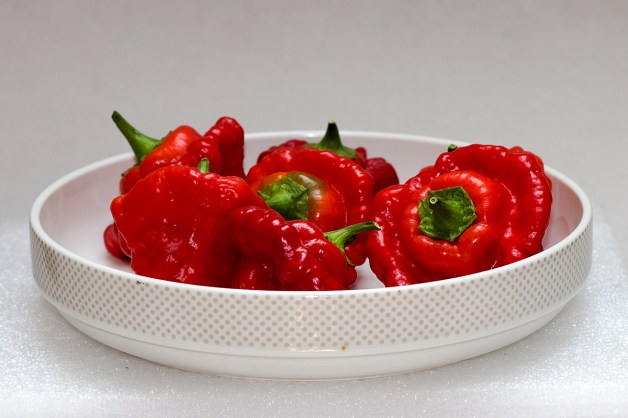 Scotch Bonnet